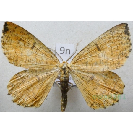 Angerona prunaria (Linnaeus, 1758) male Rączyk leszczyniak Poland9n